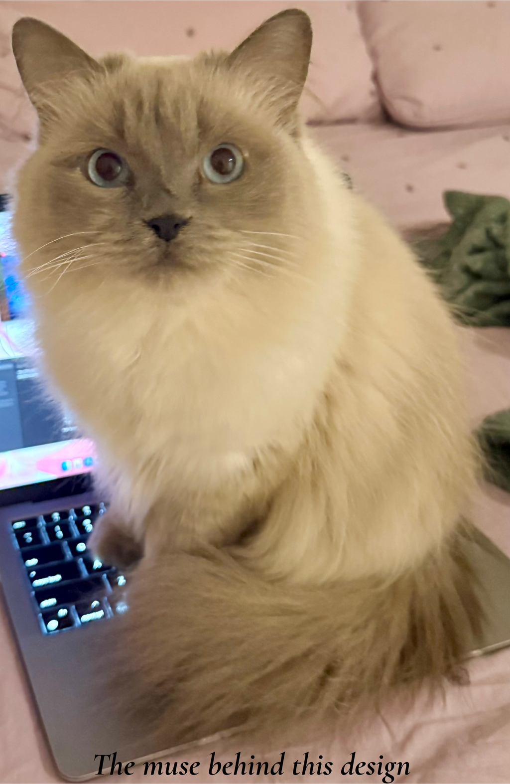 Ragdoll Cat with Koi Pond Velveteen Plush Blanket