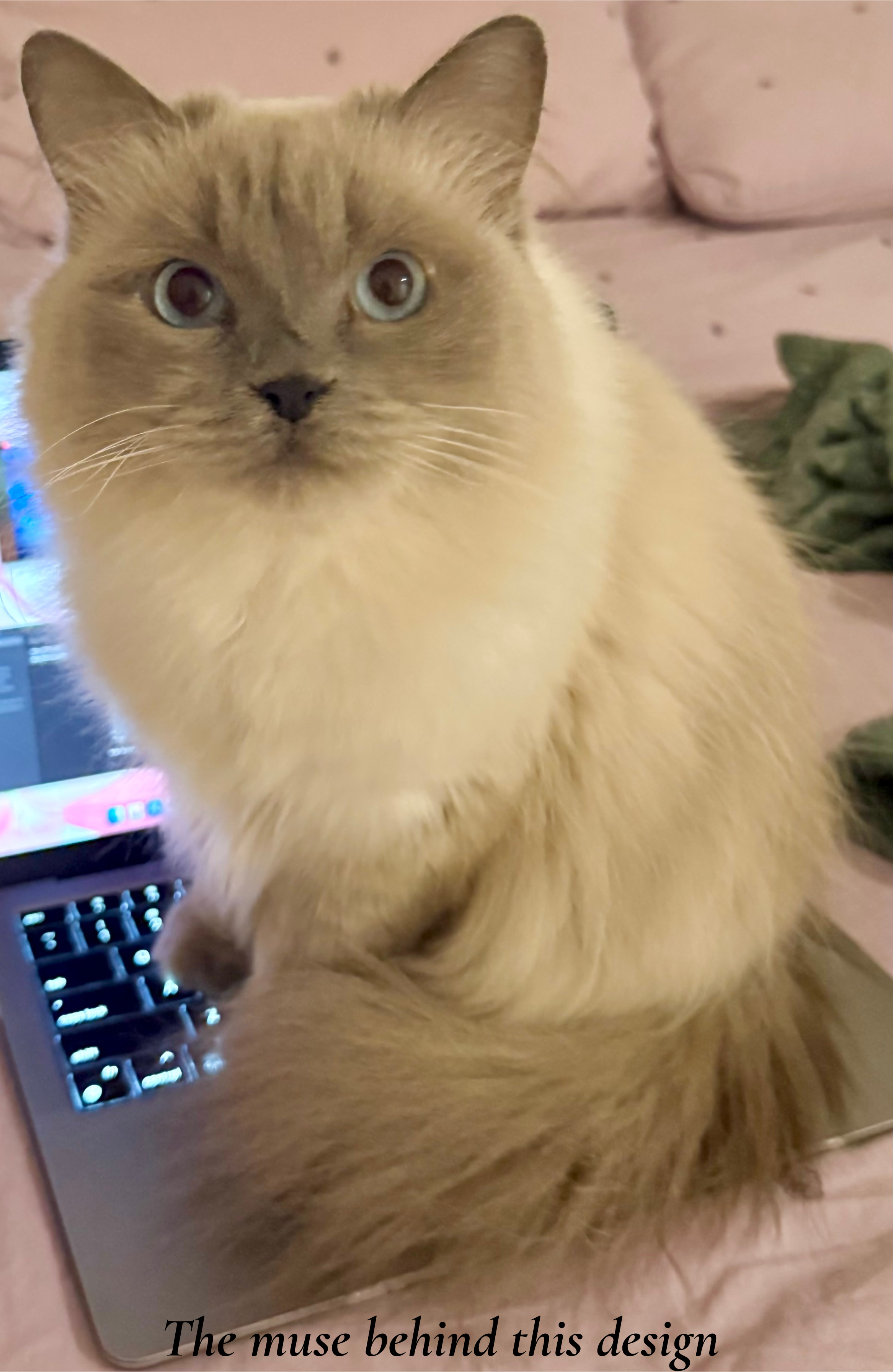 Ragdoll Cat with Koi Pond Velveteen Plush Blanket